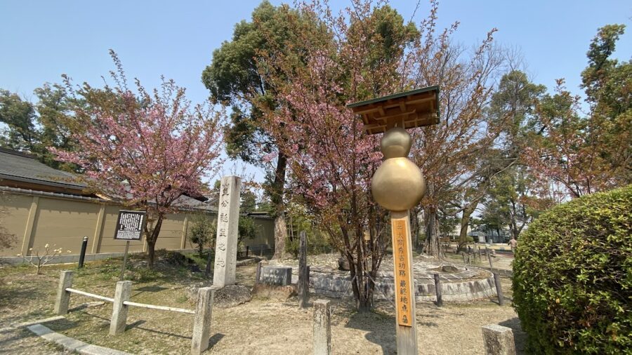 中村公園ロケ　桜　春ロケ