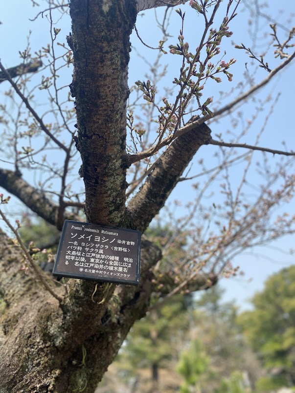 中村公園ロケ　桜　春ロケ