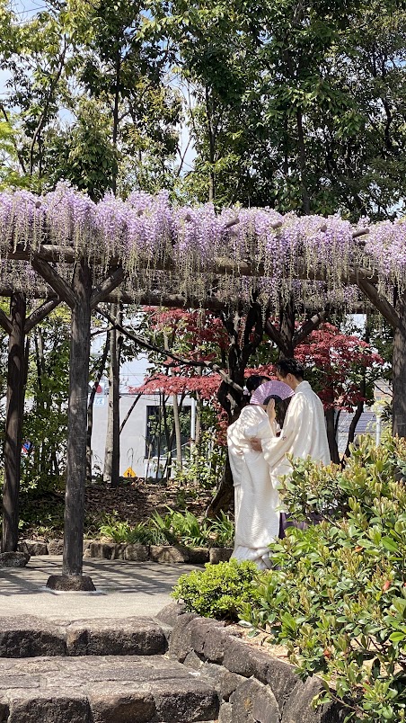 和装前撮り名古屋徳川園5藤の中の二人