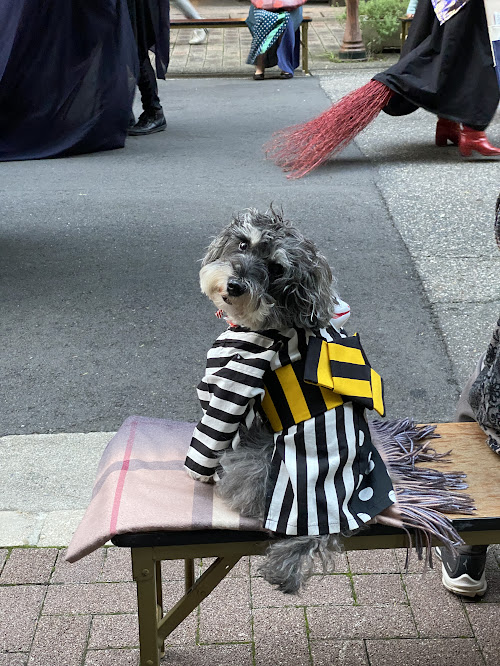 御園通商店街花魁道中　百狐夜行