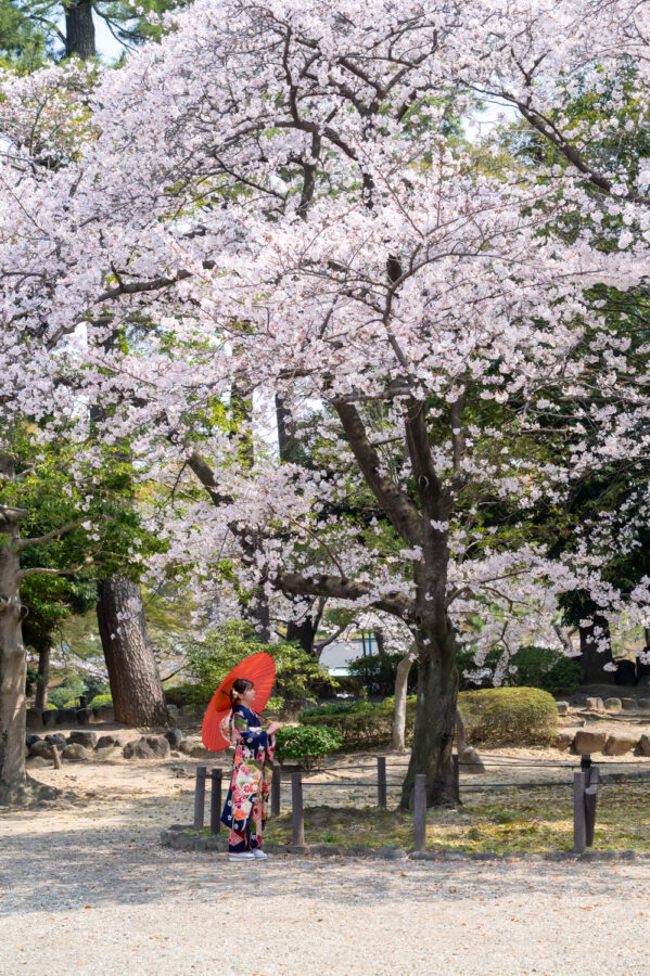 成人記念｜和装｜振袖｜桜｜北徳｜ ロケーションフォト